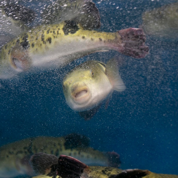 Fugu or puffer fish are luxury fish that are used as ingredients in food eaten all year round in J