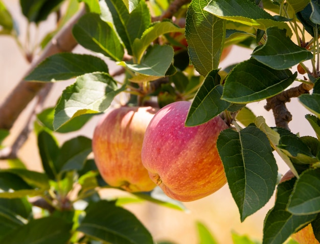 Fuji apples on a tree branch close up