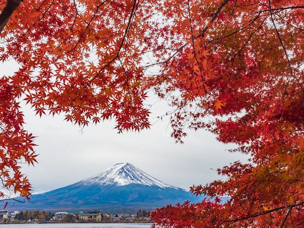 Fuji mountain with red maple in foreground.