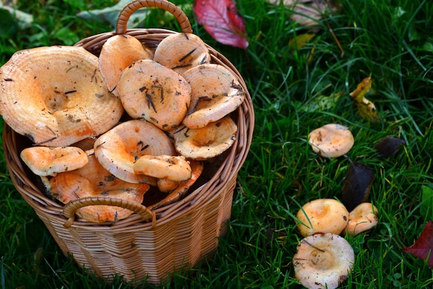 Full basket of mushrooms