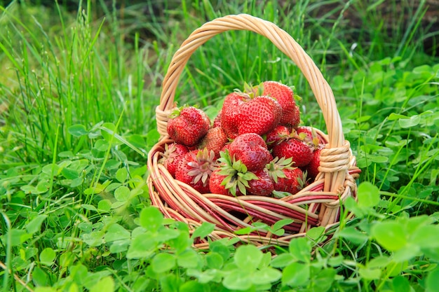 Full basket with fresh picked red ripe strawberries on green grass background