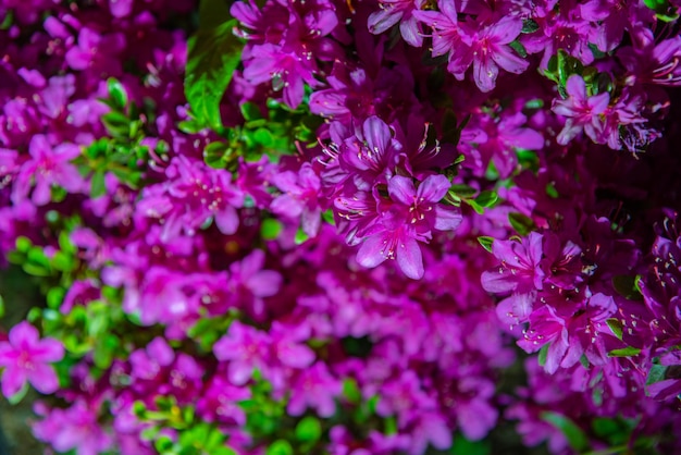 Full bloom colorful Indian Azaleas Rhododendron simsii flowers lighted up at night