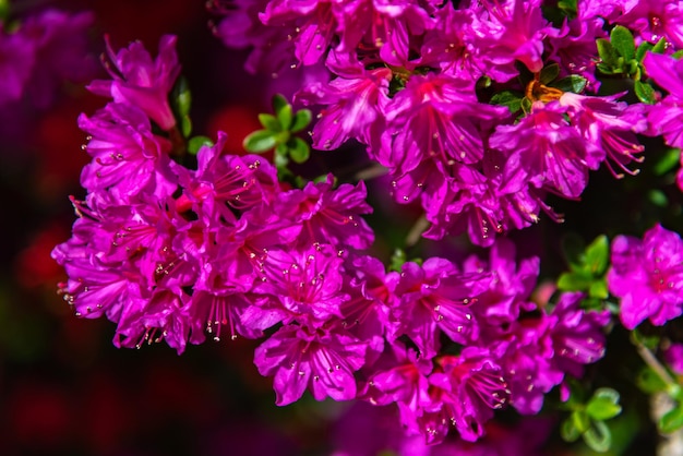 Full bloom colorful Indian Azaleas Rhododendron simsii flowers in springtime