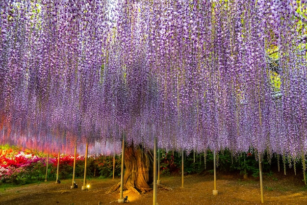 Full bloom Purple pink Giant Wisteria trellis light up at night