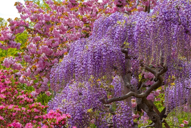 Full bloom of Wisteria blossom trees Double cherry blossoms and Indian Azaleas Rhododendron simsii