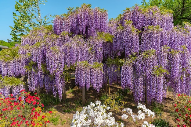 Full bloom of Wisteria blossom trees and Indian Azaleas Rhododendron simsii flowers in springtime