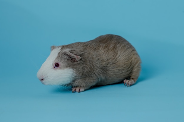 full body photo of guinea pigs Premium Photo