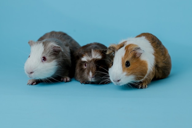 full body photo of guinea pigs Premium Photo