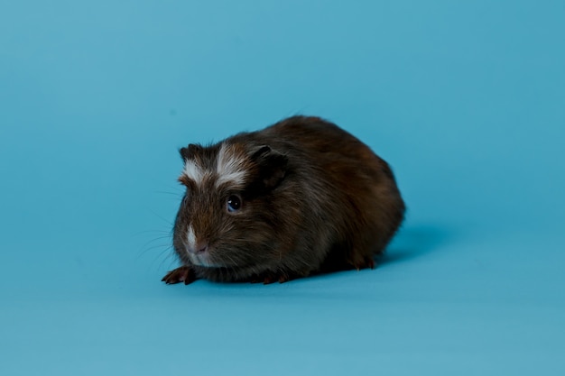 full body photo of guinea pigs Premium Photo