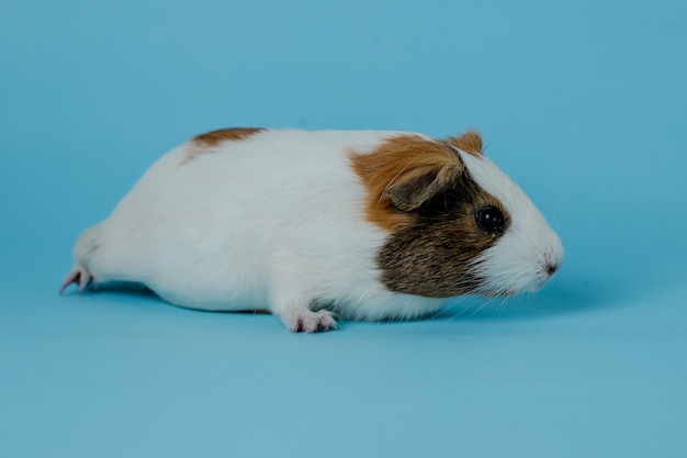 full body photo of guinea pigs Premium Photo