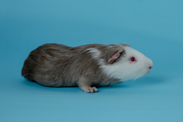 full body photo of guinea pigs Premium Photo