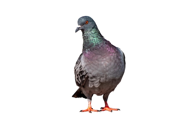 Full body of standing pigeon bird isolate on white background whit clipping path