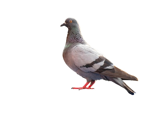 Full body of standing pigeon bird isolate on white background