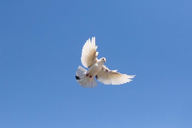 Full body of white feather homing pigeon flying against clear blue sky