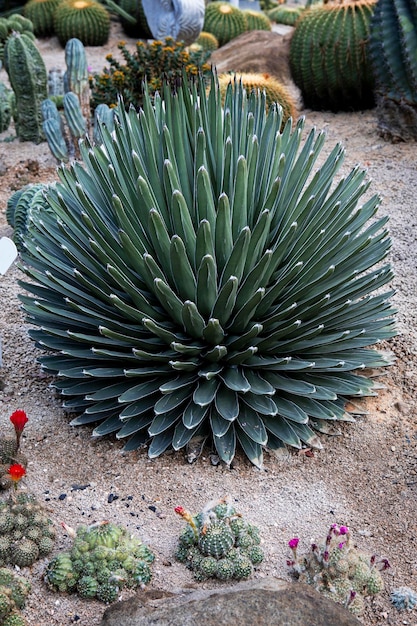 Full bush of victoria agave in green house