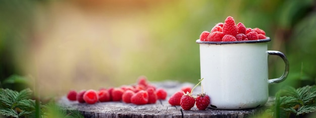 Full cup of fresh raspberries ready to eat on summer green background. Healthy lifestyle concept. Summertime harvest. Banner.