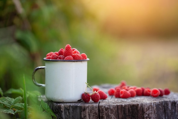 Full cup of fresh raspberries ready to eat on summer green background. Healthy lifestyle concept. Summertime harvest.