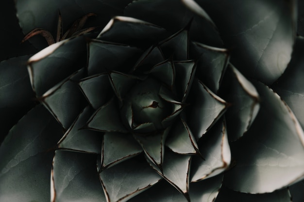 Full frame of an abstract succulent plant