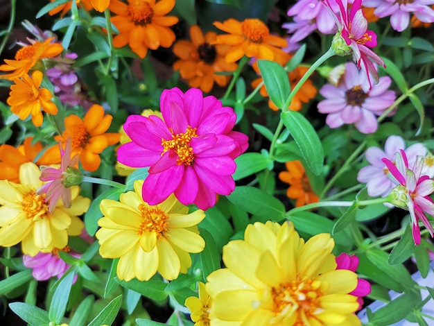 Full Frame Background of Colorful Flowers with Selective Focus