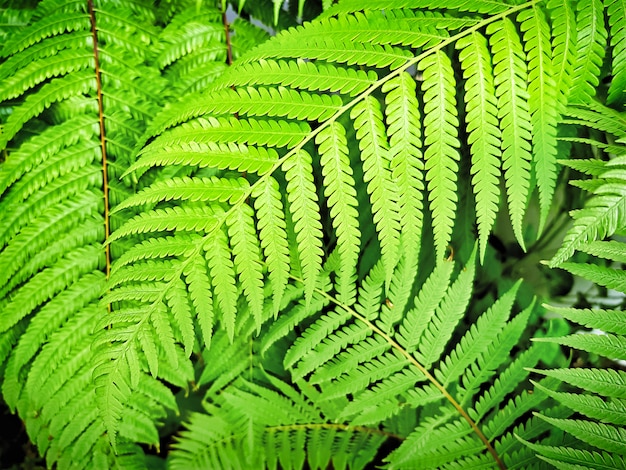 Full Frame Background of Fresh Green Fern