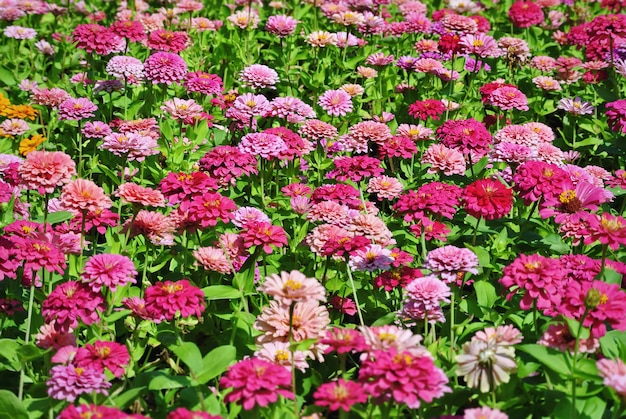 Full Frame Background of Fresh Pink Flower Field in the Park with Selective Focus