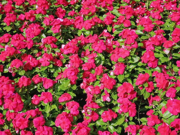 Full Frame Background of Red Flowers Field