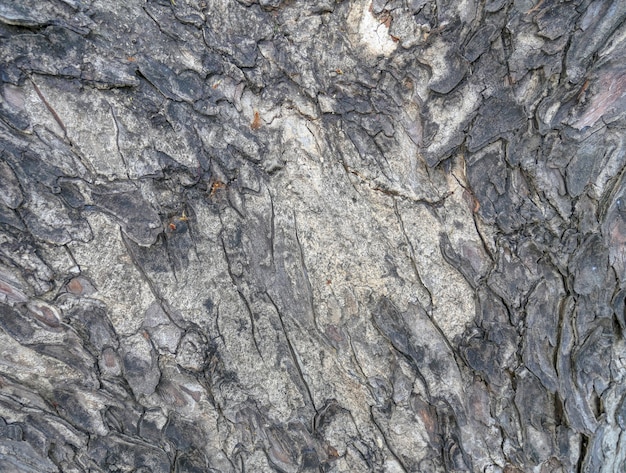 Full Frame Background of Tree Bark Texture