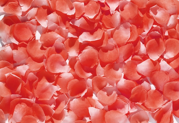 Full frame close-up of red rose petals