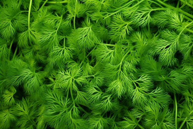 Full frame of green fresh dill background