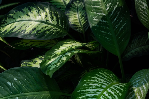 Full frame of green leaf