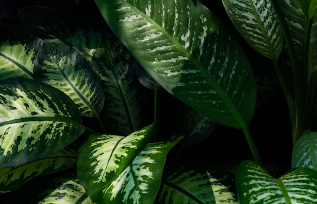 Full frame of green leaf