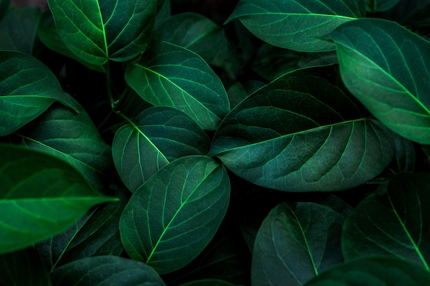 Full frame of green leaves nature background