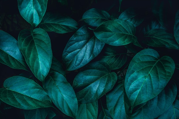 Full Frame of Green Leaves Texture Background tropical leaf