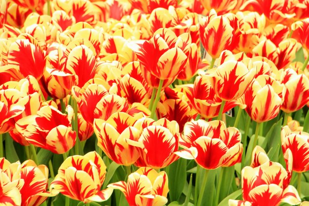 Full frame of red tulips