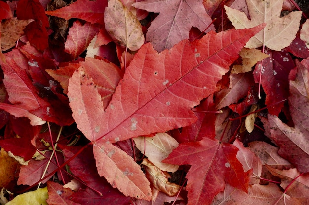 Photo full frame shot of autumnal leaves