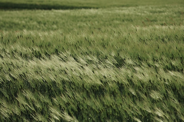 Photo full frame shot of crops on field