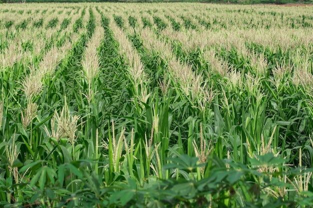 Photo full frame shot of crops on field