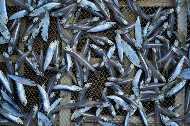 Full frame shot of dead fish drying outside