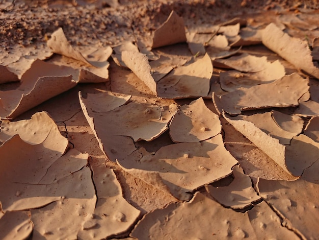 Full frame shot of dry leaves