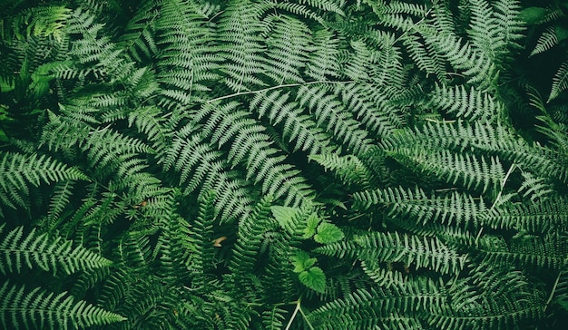 Full frame shot of fern leaves