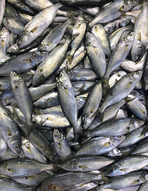 Full frame shot of fish for sale in market