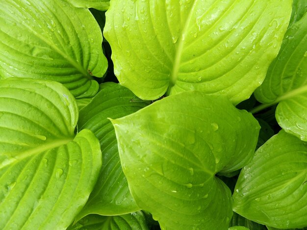 Full frame shot of fresh green leaf