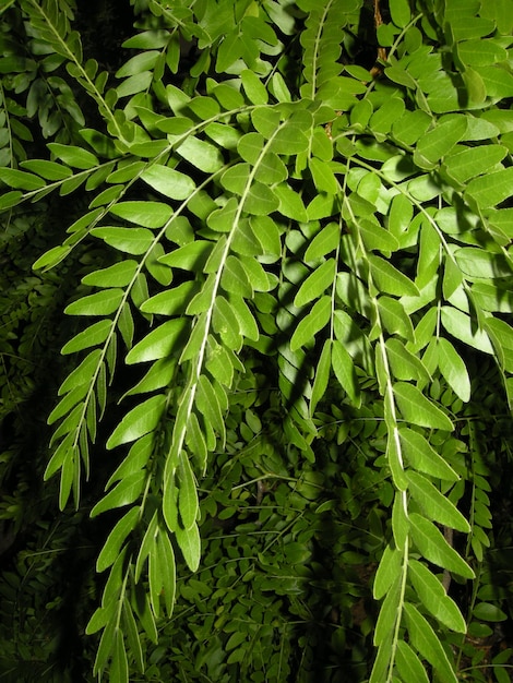 Photo full frame shot of fresh green leaves