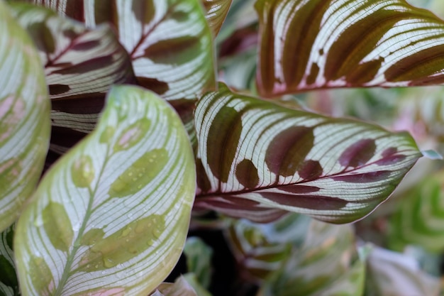 Photo full frame shot of fresh green plant