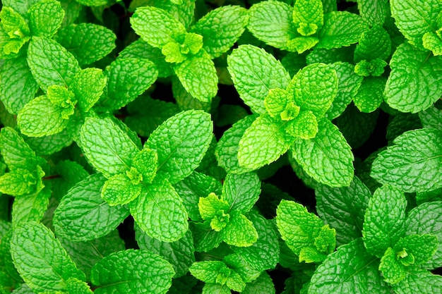 Full frame shot of fresh green plants