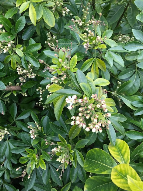 Photo full frame shot of fresh white flowering plants