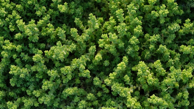 Full frame shot of Grass or Lawn texture