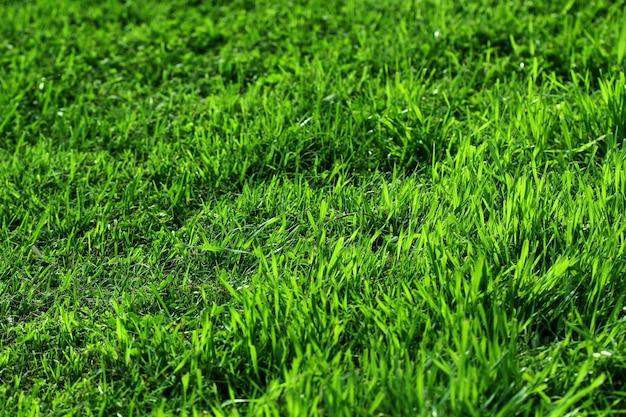 Full frame shot of grassy field