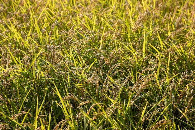 Photo full frame shot of grassy field