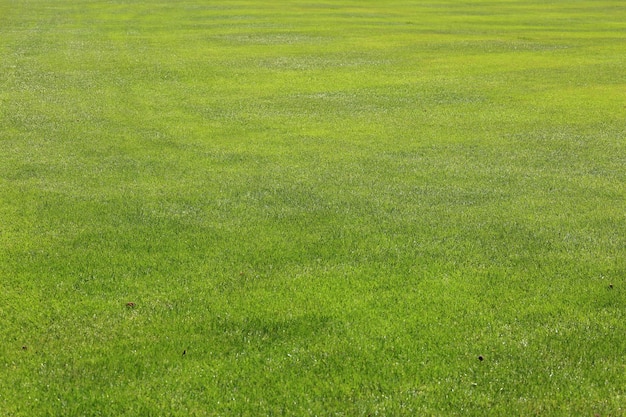 Full frame shot of green field